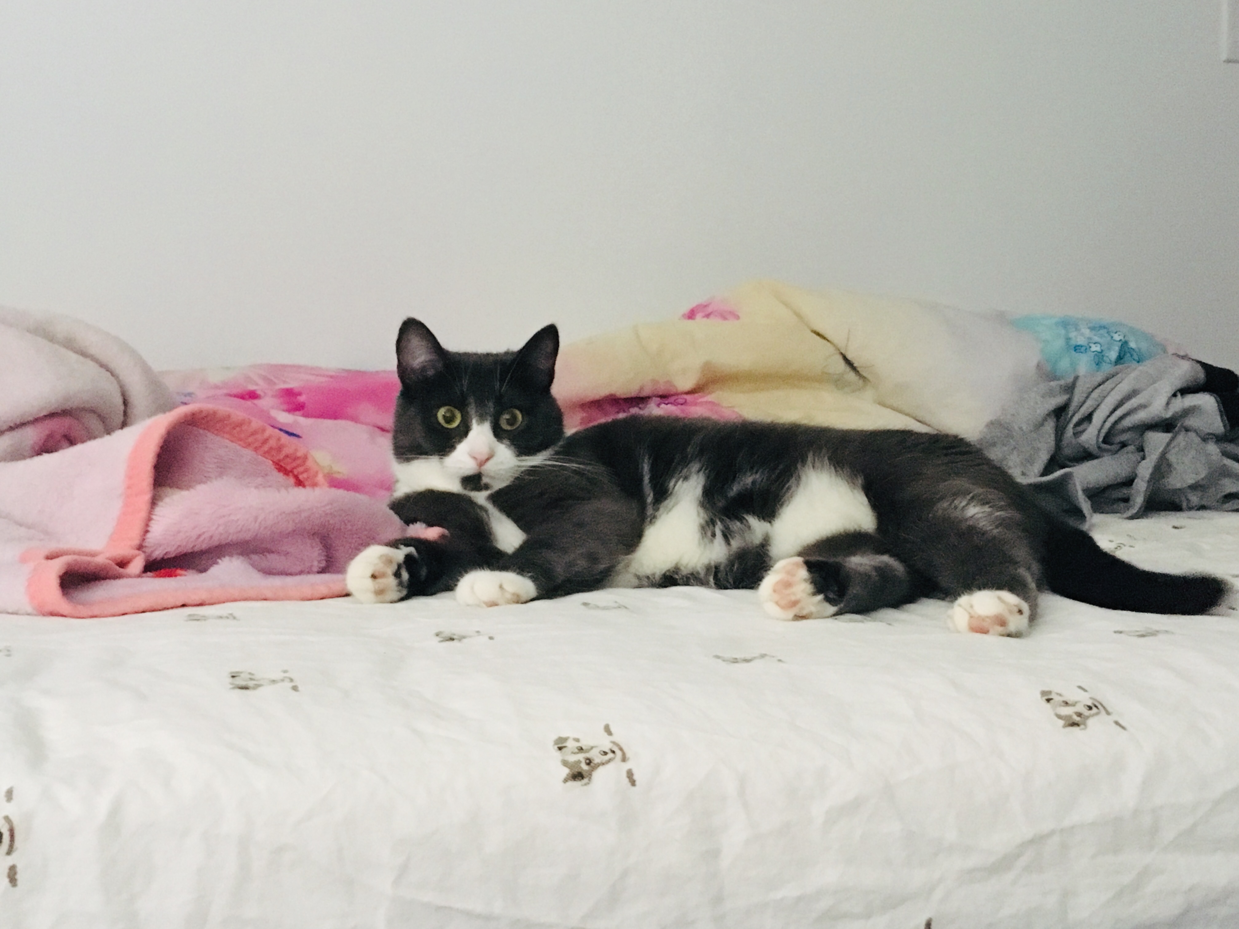 她喜欢猫，我就把Pepsi的照片给她看